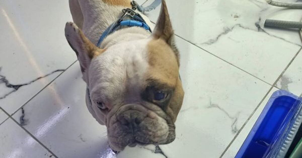Köpeği direğe vuran zanlı yakalandı